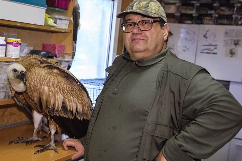 Steffen Keller (60), Leiter der Wildvogelauffangstation Dresden mit der jungen Gänsegeier-Dame.