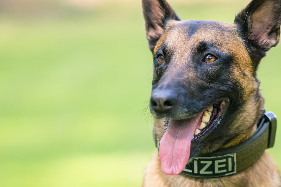 Mann bringt andere und sich selbst in Gefahr: Polizeihund macht kurzen Prozess