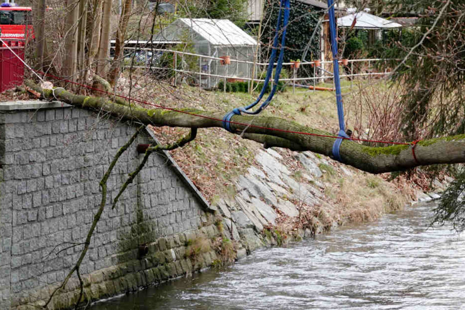 Der Baum fiel der Länge nach in die Zwönitz.