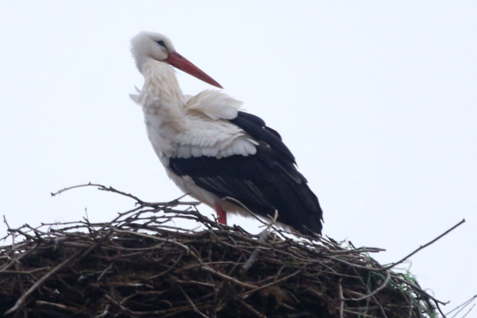 In Glauchau ist schon der erste Storch angekommen.