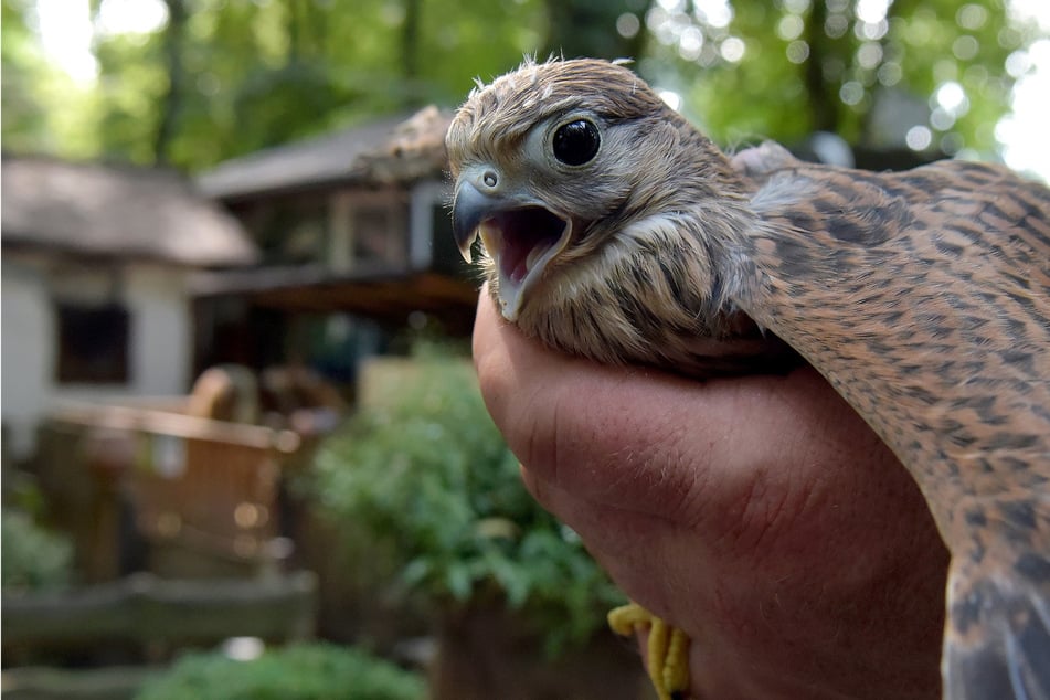 Beliebt bei den Besuchern: Thüringer Tierpark landet in den Top Ten