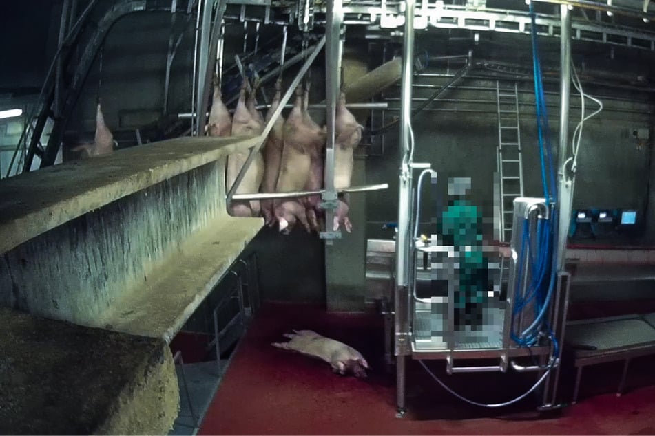 Die Schweine werden betäubt an ein Förderband gehängt, dann führt ein Mitarbeiter den Entblutungsschnitt durch.