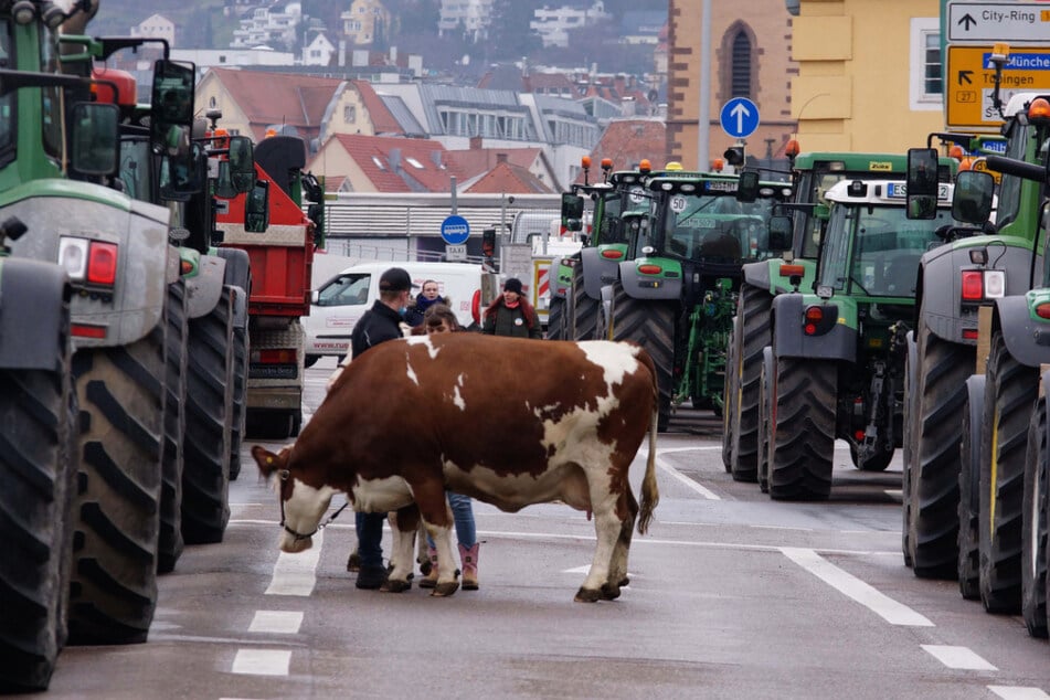 Diese Kuh demonstriert gemeinsam mit den Bauern für einen gerechten Wettbewerb.