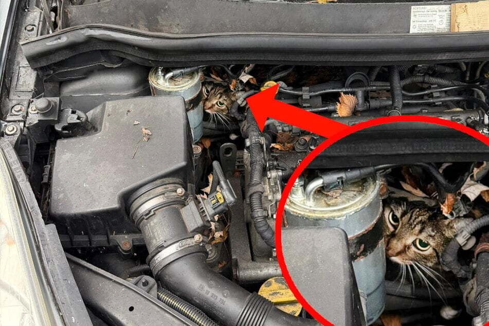 In einem nicht angemeldeten Auto machte eine hilflose Katze auf ihre missliche Lage aufmerksam.