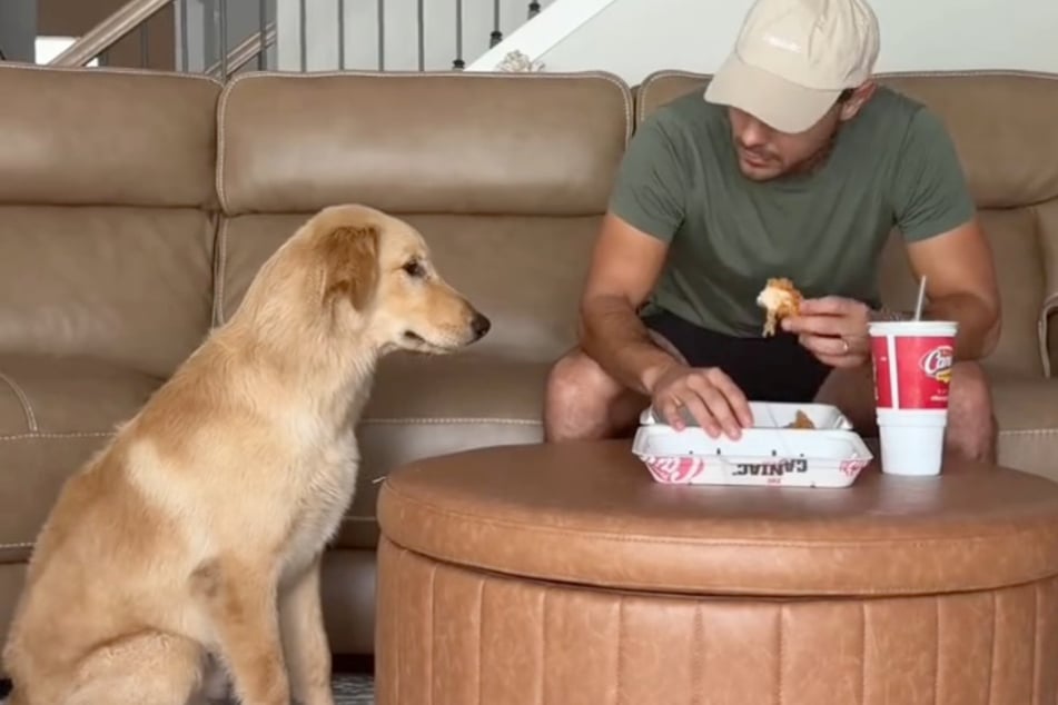 Was für ein Lieber! Golden Retriever Goose bettelt sehr freundlich - kommt aber auch nicht weiter.