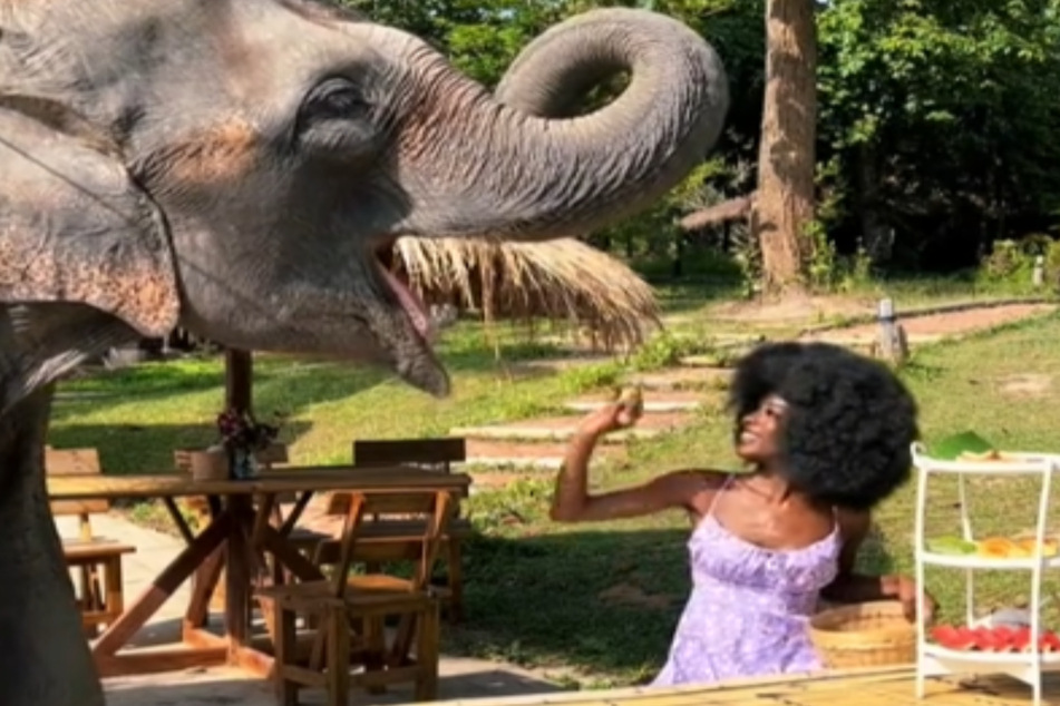 Schon am nächsten Tag fütterte Megan wieder die Elefanten.