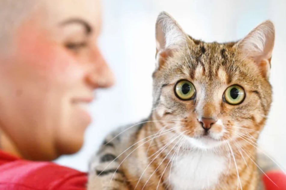 Menschen gegenüber ist die hübsche Katze sehr zutraulich und verkuschelt.