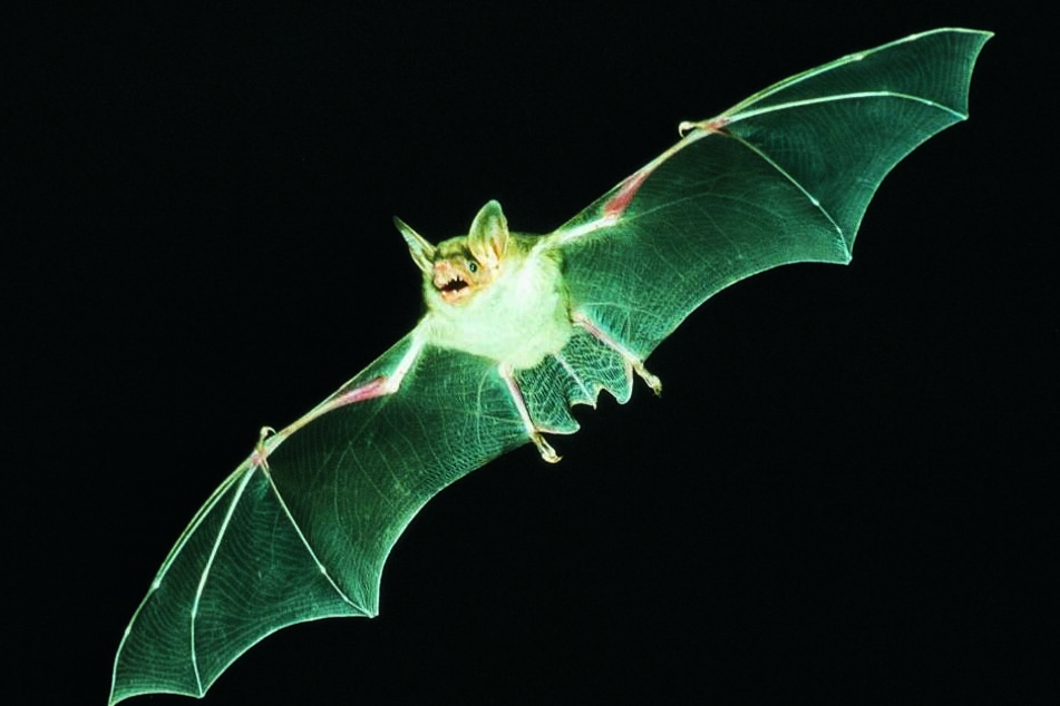 Am 24. August ist die "Internationale Batnight".