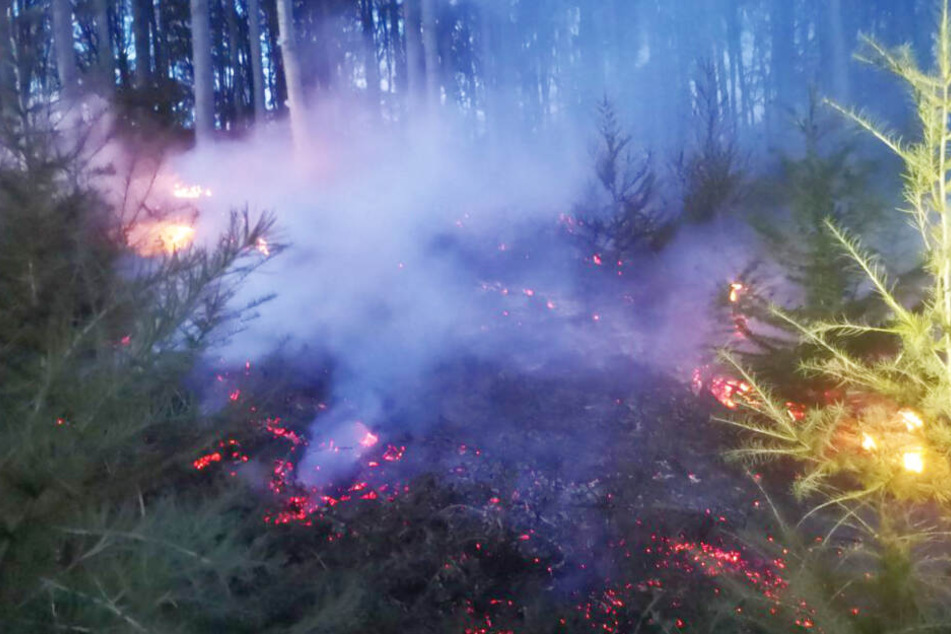 1,5 Hektar Wald standen in Brand.