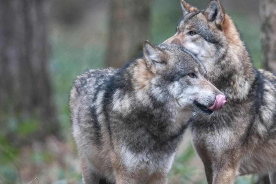 Ist der Wolf in Hessen heimisch? Das sagt eine Expertin dazu