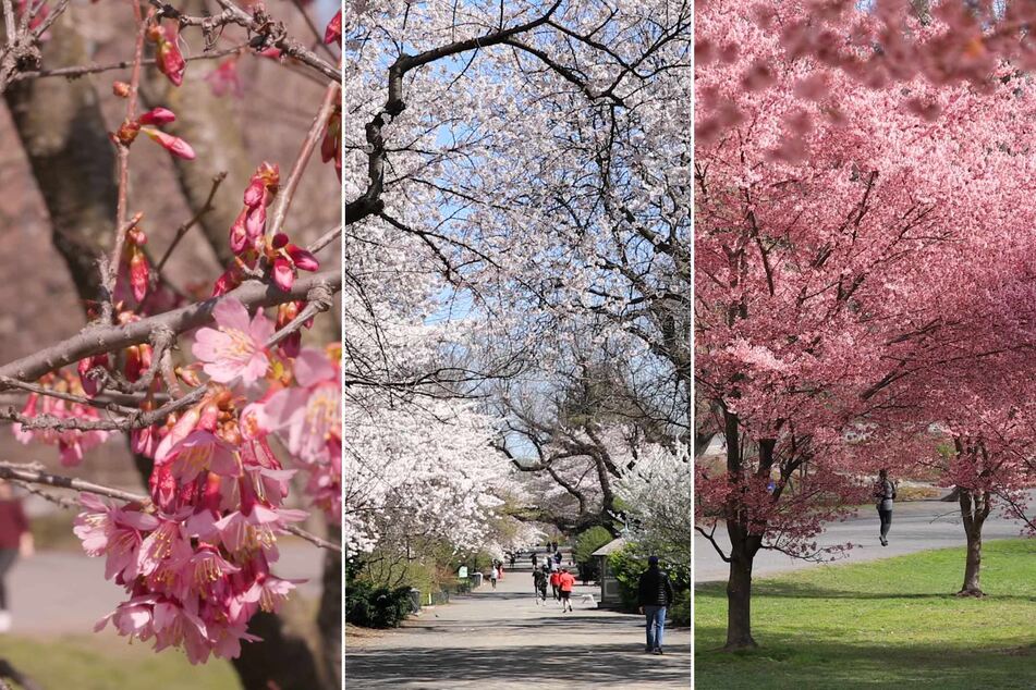 Cherry blossoms have graced Central Park since the mayor of Tokyo in Japan offered cherry trees as a gift of goodwill and friendship to the US In 1912.
