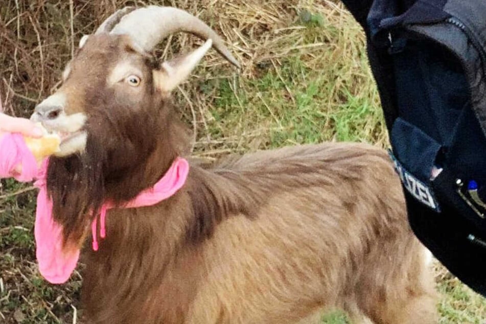 Das Foto zeigt Gustav mit einem pinkfarbenen Schal oder Tuch um den Hals.