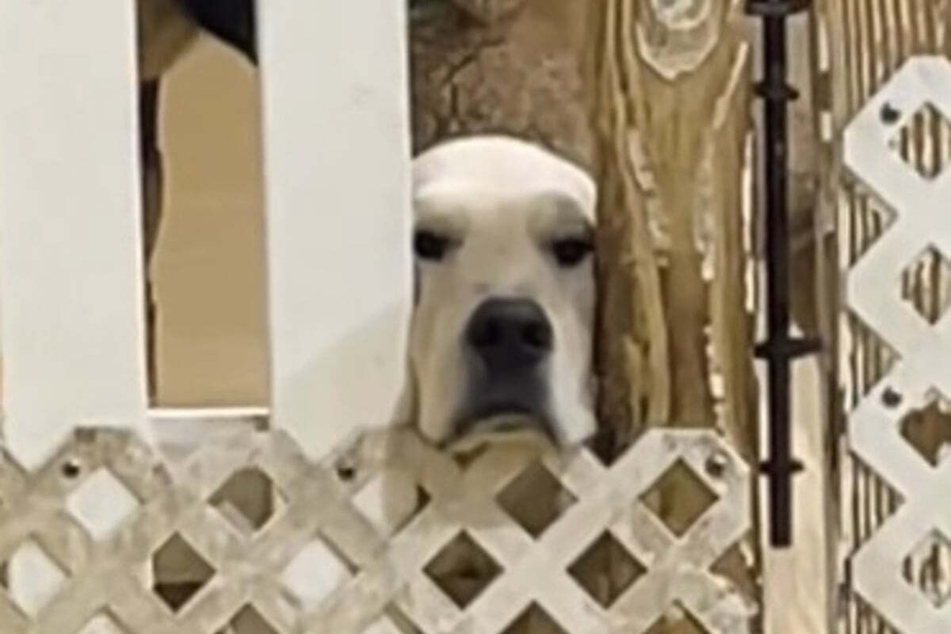 Gordon the golden retriever dog noticed something fishy after his owner dropped him off at daycare... she was two-timing him!