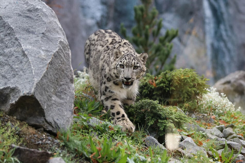 Im Leipziger Zoo wird auf Schneeleoparden-Nachwuchs gehofft - Paarungszeit ist allerdings zwischen Januar und März.