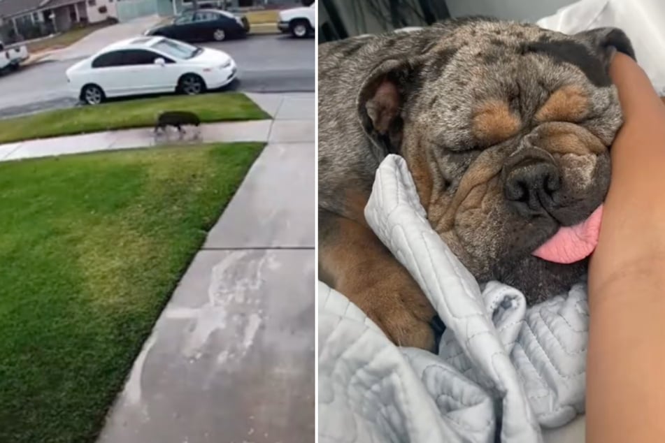 The bulldog was walking down the street when Miranda Ponce picked up the poor dog.