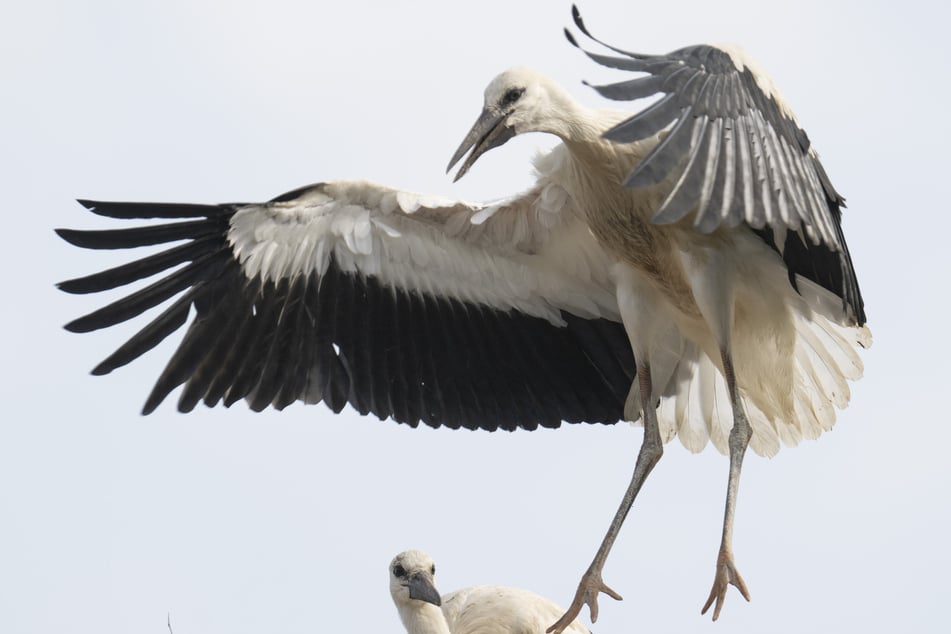 Der Jungstorch war zusammen mit einem anderen in eine Tierarztpraxis gebracht worden - offenbar gerade noch rechtzeitig. (Symbolbild)