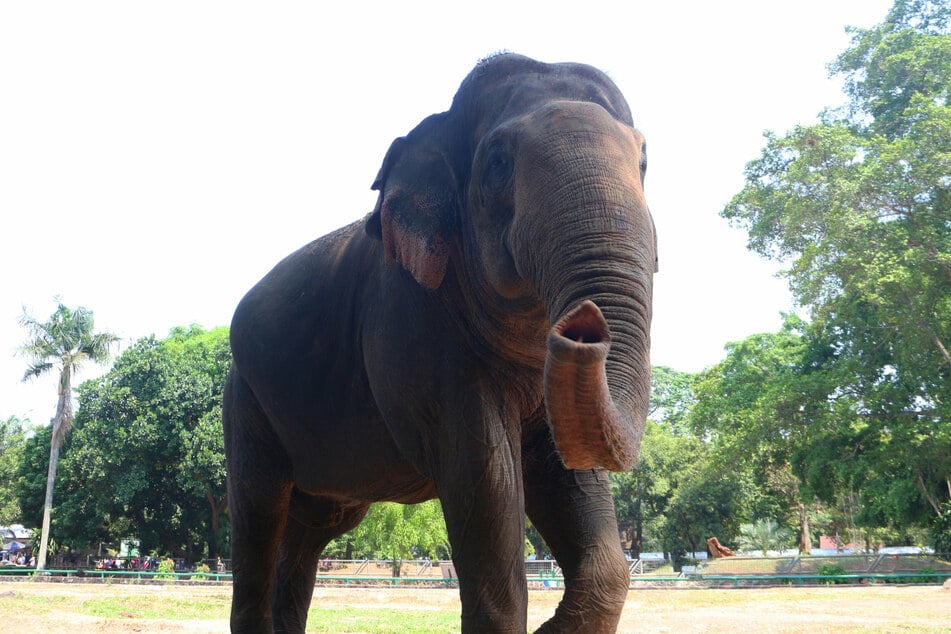 Gajah Sumatera di Indonesia.  (Gambar indeks)