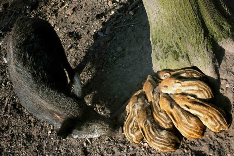 Die Frischlinge müssen nun versuchen, ohne ihre Mutter zu überleben. (Symbolbild)