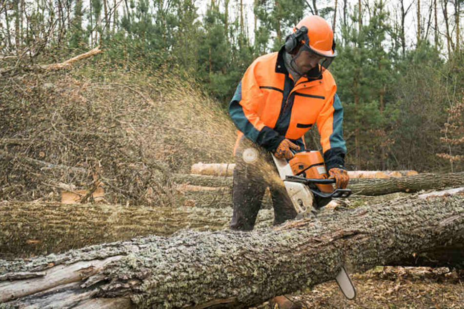 Fällt bald hektarweise Wald neuen Windparks zum Opfer? In der sächsischen Regierung wird noch diskutiert, welches Ausbauziel für die erneuerbaren Energien für das Jahr 2030 gelten soll.