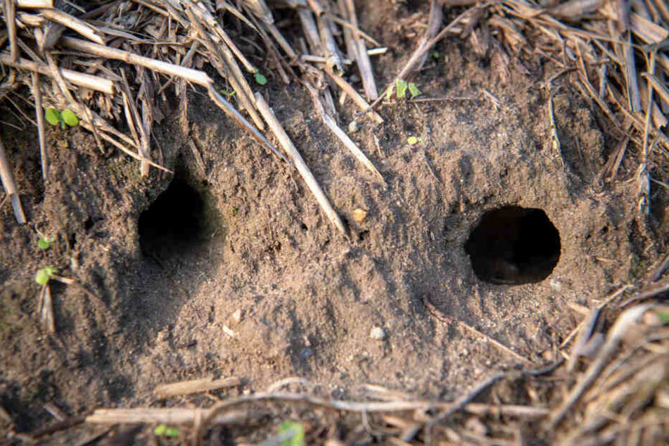 Mäuse haben Löcher in ein Feld gegraben. (Symbolbild)
