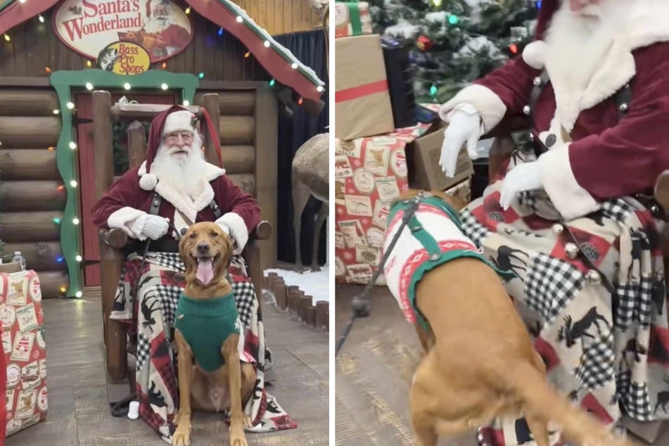 viral videos: Viral Video of the Day for December 20, 2025: Dog loses his mind when he meets Santa Claus for the first time!