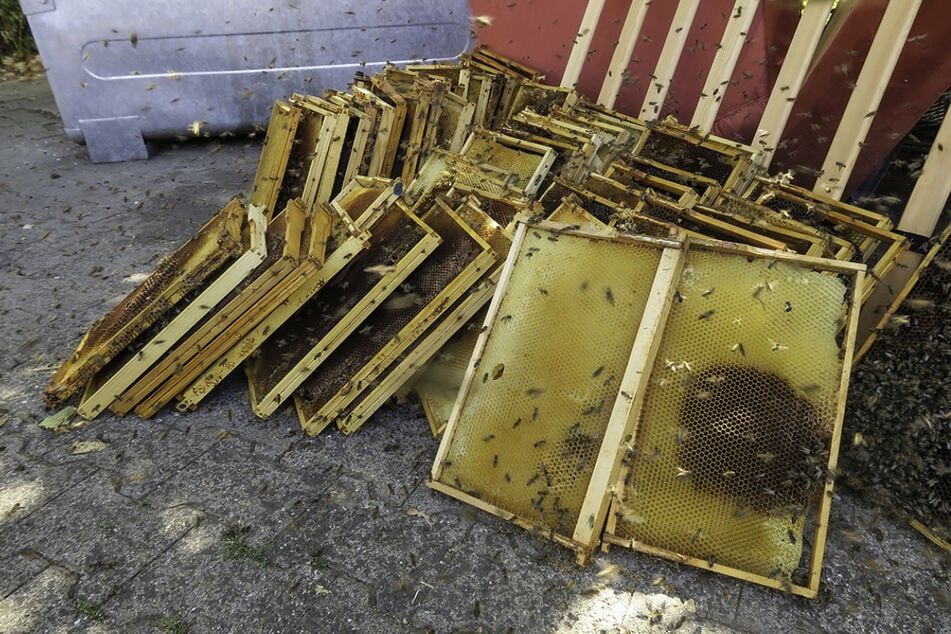 Waben illegal entsorgt: Riesiger Bienenschwarm vor Wohnhaus