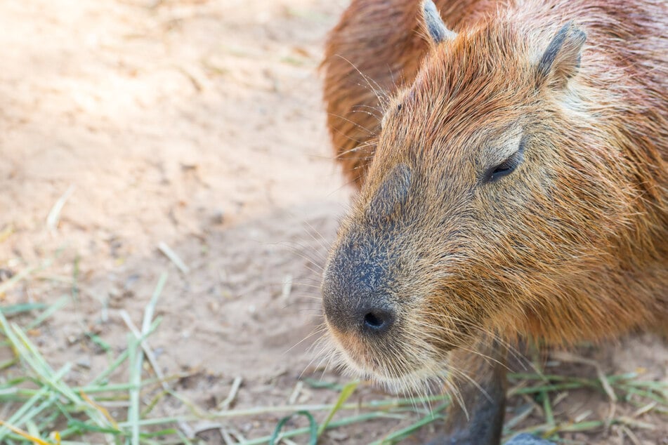 Alte Capybara müssen Leipziger Zoo verlassen: "Die sind halt sehr wählerisch"