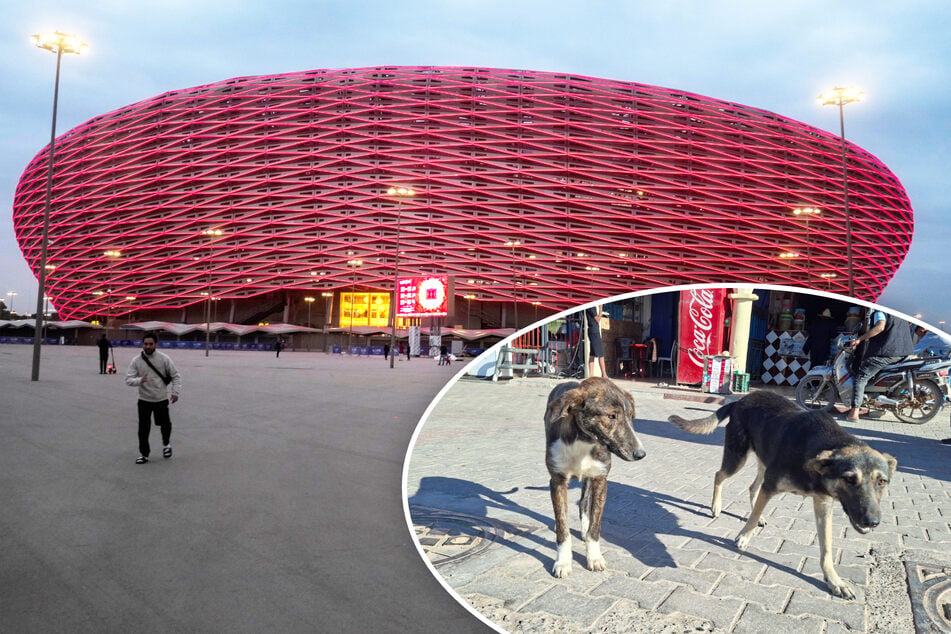 "Säuberung" vor WM 2030: So brutal soll Marokko Jagd auf Straßenhunde machen