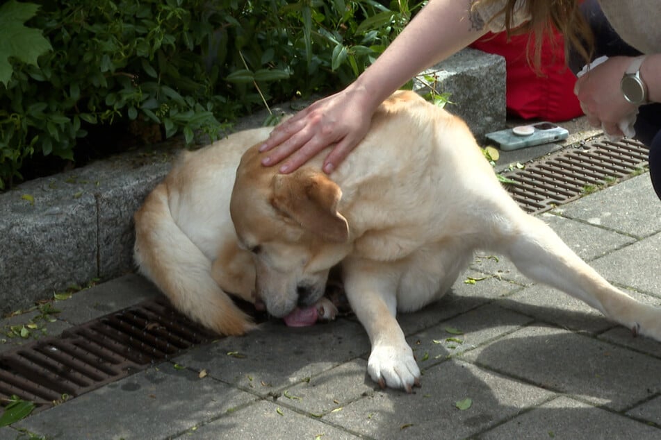 Der Golden Retriever verfing sich mit seiner Pfote im Gitter des Gullys.