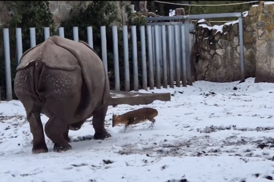 Das Nashorn ließ die Attacken mehr oder weniger über sich ergehen.