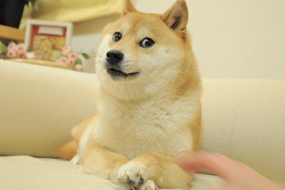 Dieses Bild ließ Kabosu innerhalb kürzester Zeit zur Internet-Legende werden. Mit seinem Gesicht existieren unzählige "Doge"-Memes.