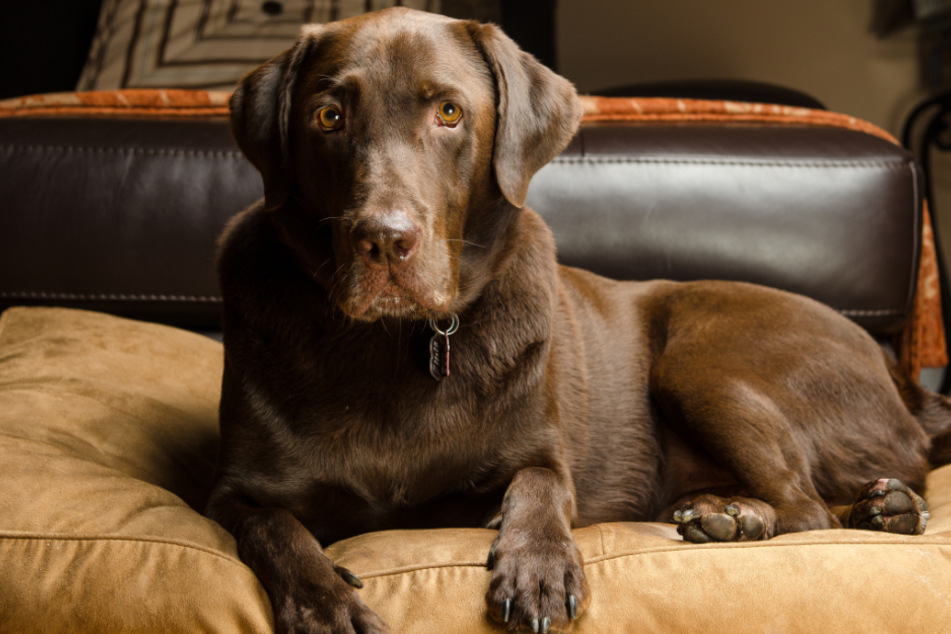 Ein Labrador hatte sein Herrchen in der Nacht in das Gesicht gebissen und schwer verletzt. (Symbolbild)