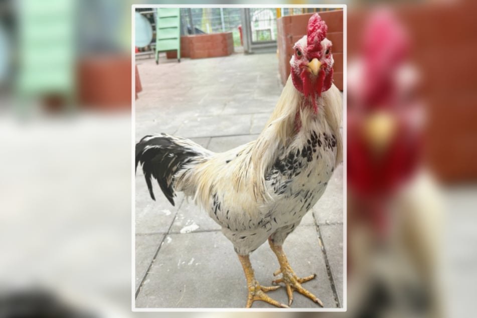 Am Dienstag flatterte "Herr Glöööckler" dank der Feuerwehr im Tierheim Dellbrück an.