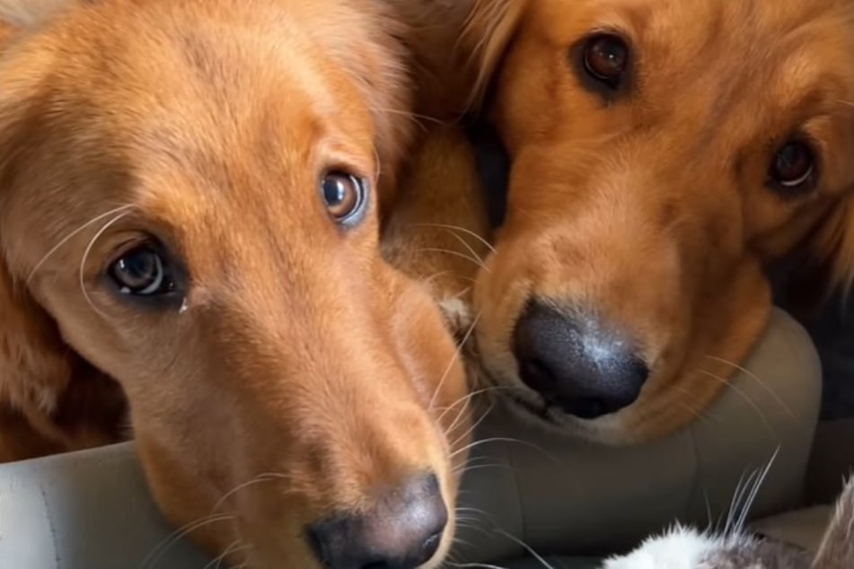 Heute muss sich das Frauchen mit zwei bettelnden Golden Retrievern rumschlagen.