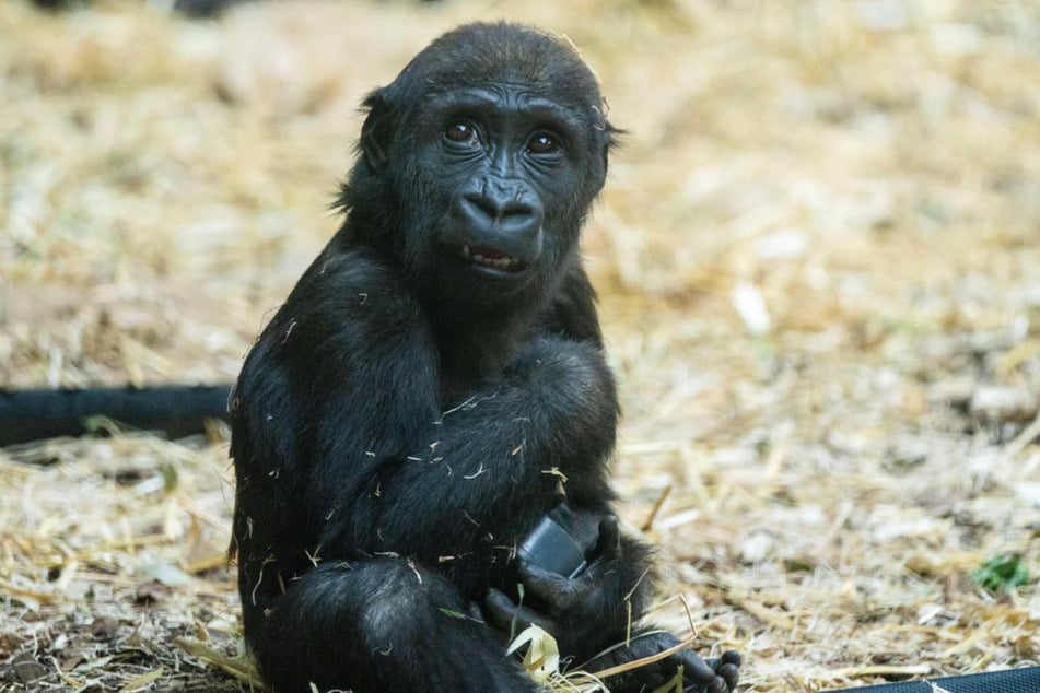 Gorilla-Weibchen Eyare (†2) hatte keine Chance.