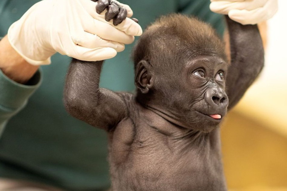 Forth Worth Zoo's baby gorilla is moving to Ohio!