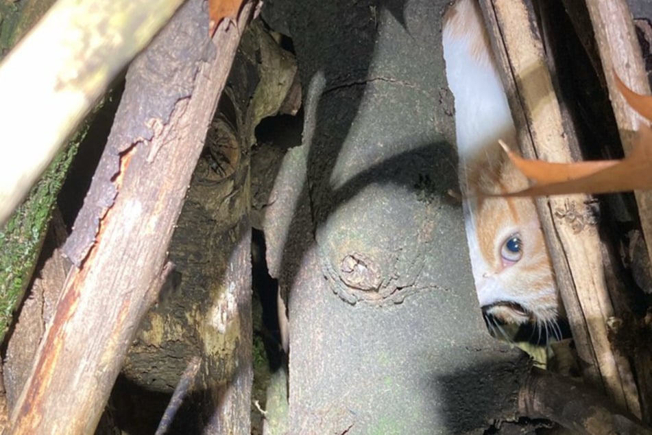 Katzenbaby sollte qualvoll verbrennen: Jetzt setzt PETA ein Kopfgeld aus!