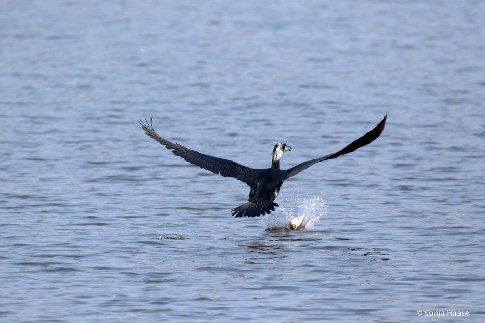 Für Fressfeinde wie den Kormoran ist der Tisch reich gedeckt.