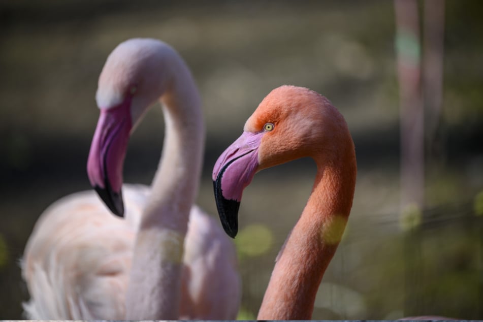 Die farbenprächtigen Flamingos gehören zu den beliebtesten Fotomotiven der Besucher.