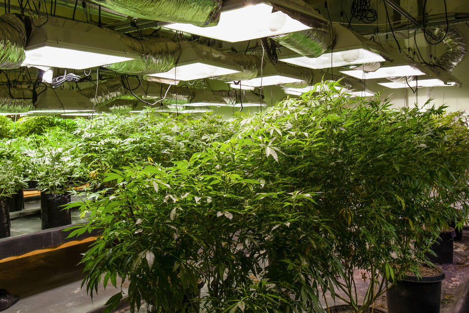 Sechseinhalb Jahre Haft lautet das Urteil gegen einen Cannabisplantagen-Betreiber aus Mönchengladbach. (Symbolbild)