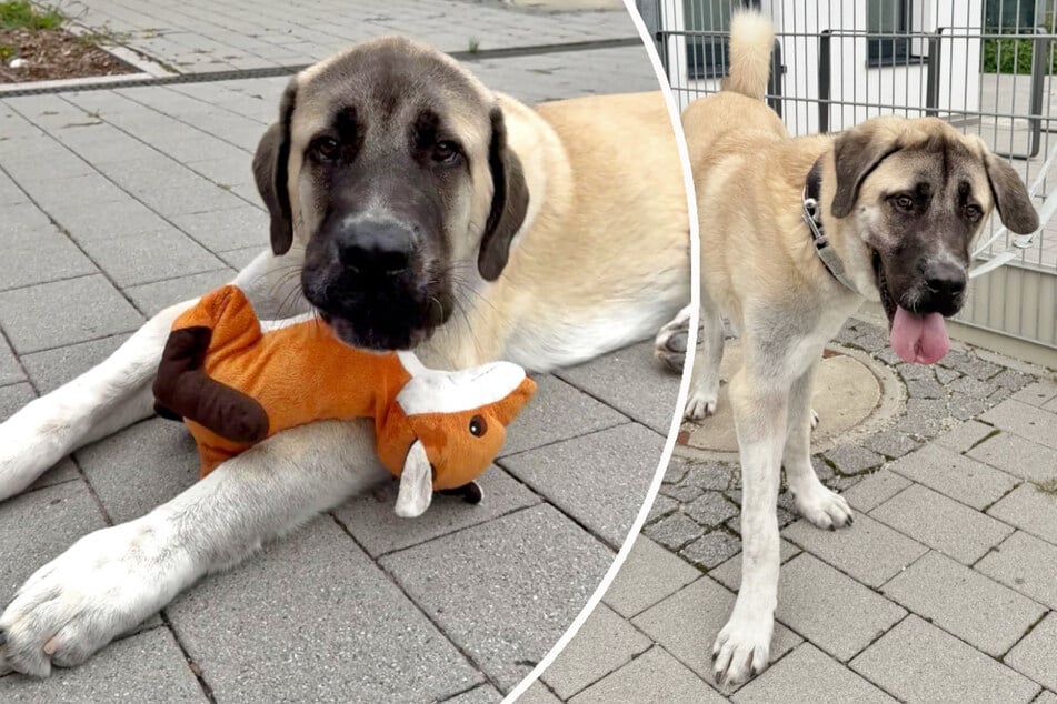 Kangal Panda hatte einen holprigen Start ins Leben - findet er nun sein Glück?