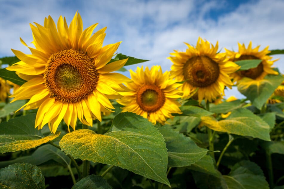 Die Sonnenblume soll das Streben nach Leben symbolisieren. (Symbolbild)