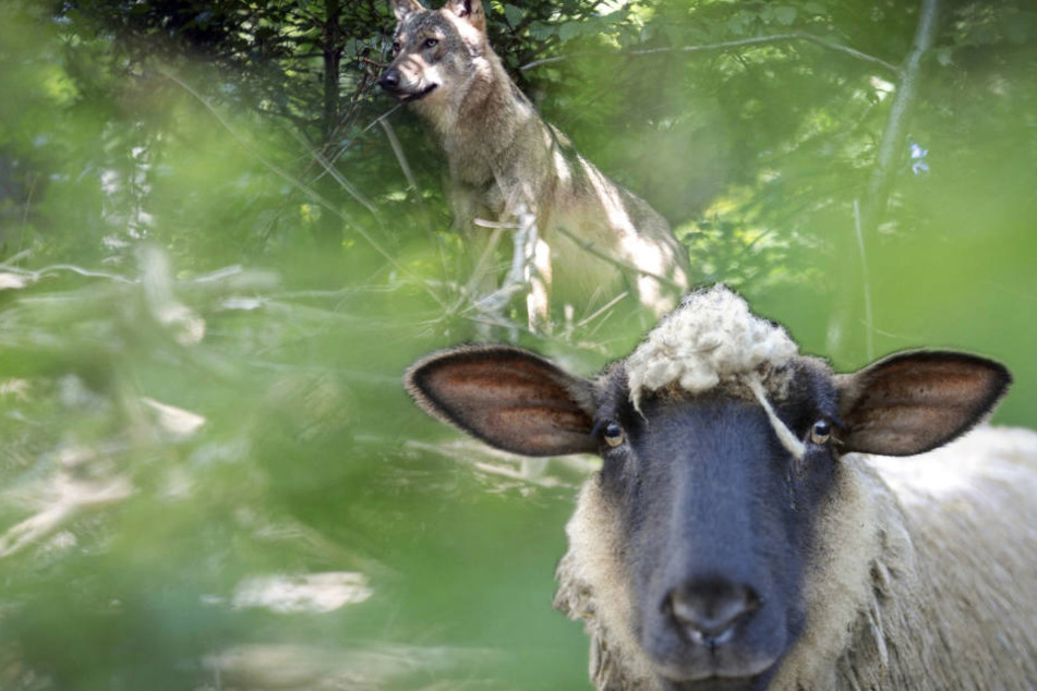 An den toten Tieren fand der Wolfbeauftragte Bisswunden. (Fotomontage)