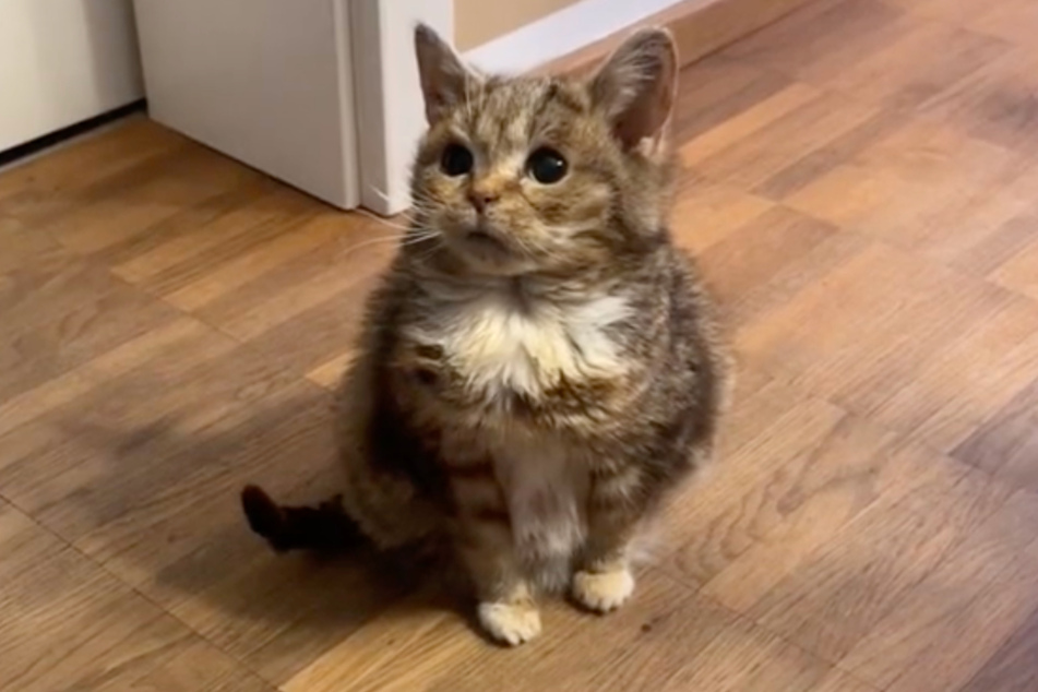 This cat named Francis may have TikTok convinced that he's a kitten, but his owner says he's much older.