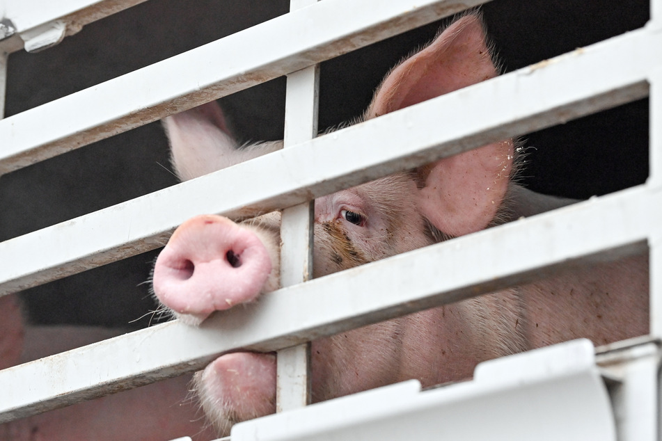 Zuchtschweine aus Gebieten, die von der Schweinepest betroffen sind, mussten zur Schlachtung schon länger von Sachsen bis ins schleswig-holsteinische Kellinghusen transportiert werden.