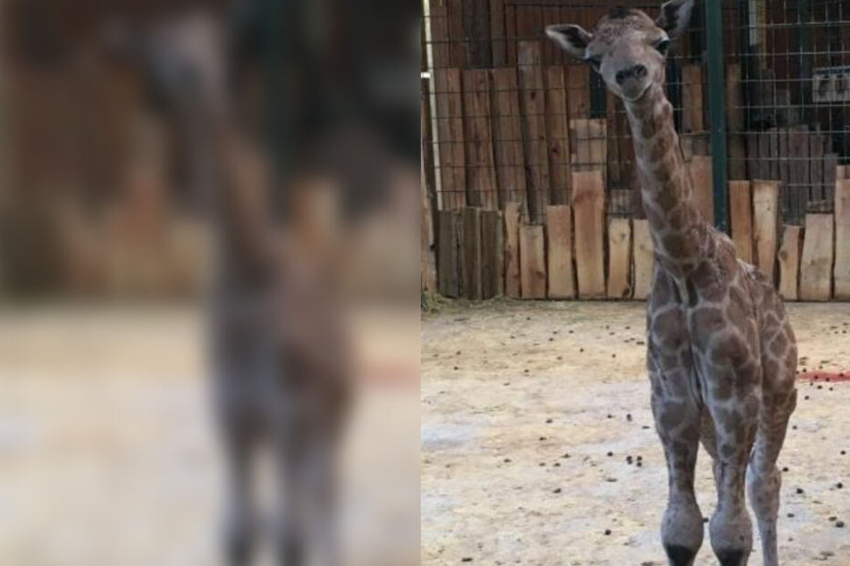 Aktuell ist das Giraffengehege geschlossen, um Mutter und Kalb zu schonen.