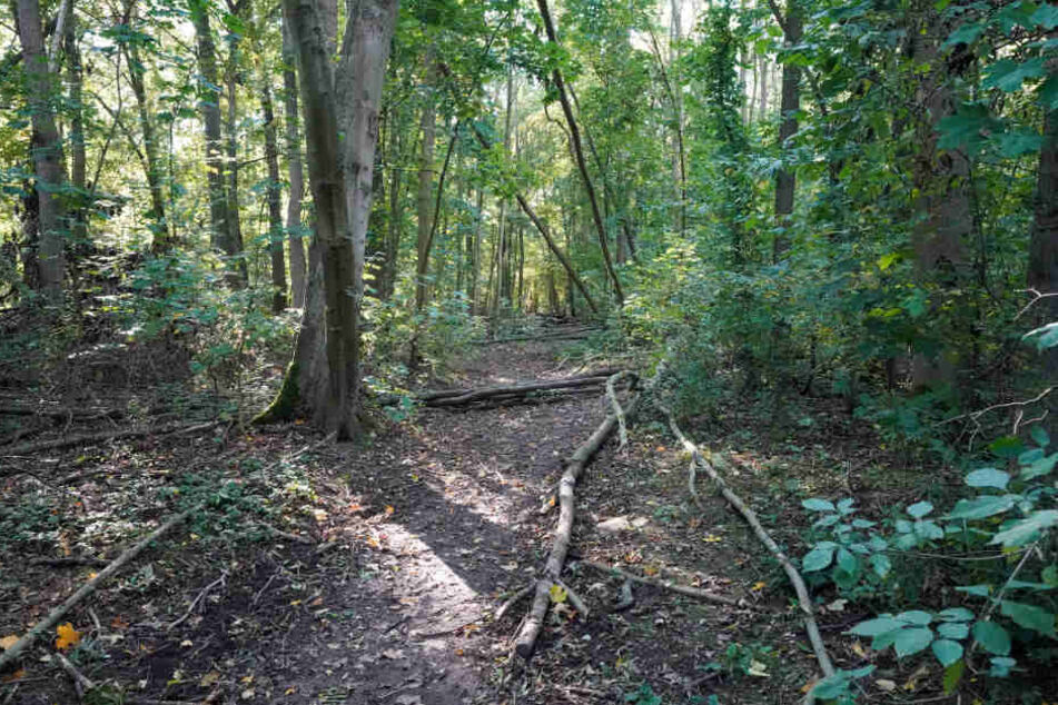 Die seltenen Tiere wurden etwa im Leipziger Auwald nachgewiesen.