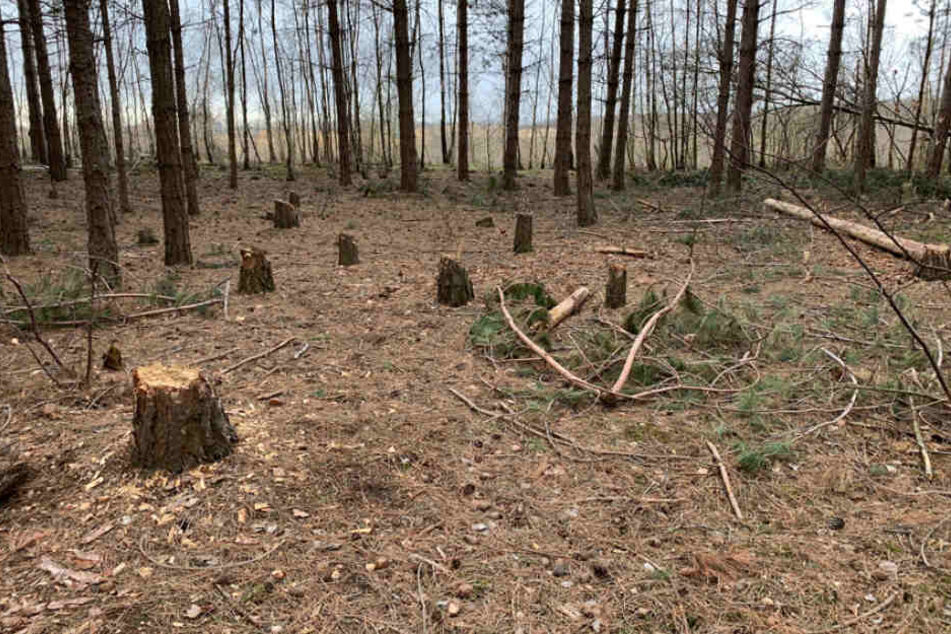 Frische Baumstümpfe im Hambacher Forst.