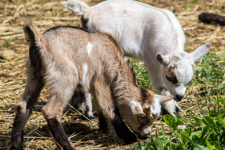 Kid goats have been targeted by the wild dogs.