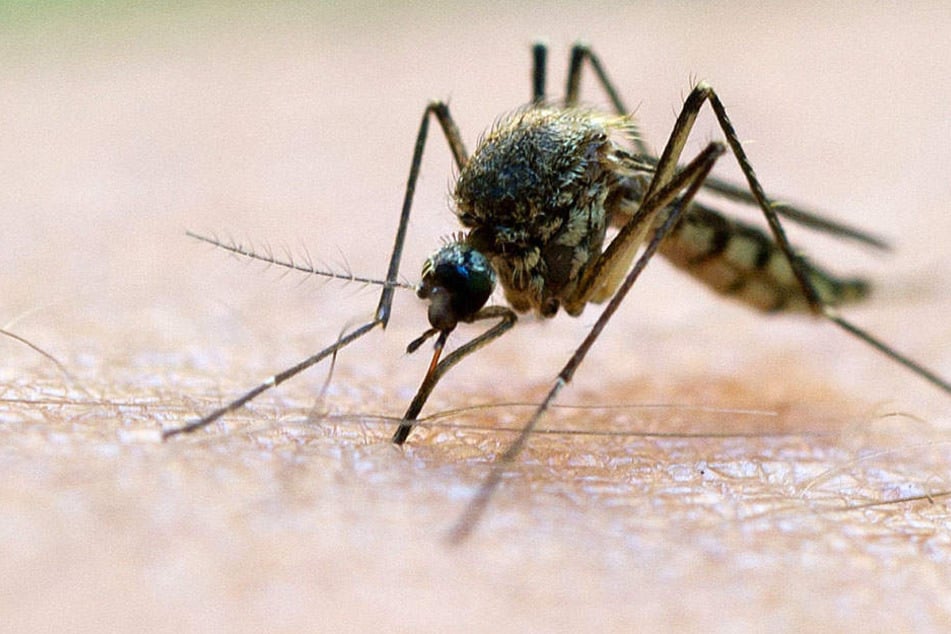 Eine vierjährige aus Italien hatte sich an Malaria infiziert und starb.